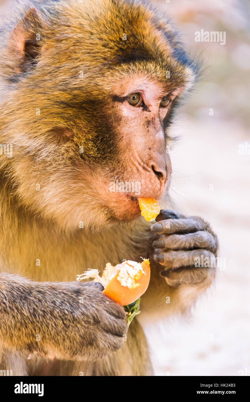 Barberia scimmia macaco mangiare un mandarino, Ifrane, Marocco Foto Stock