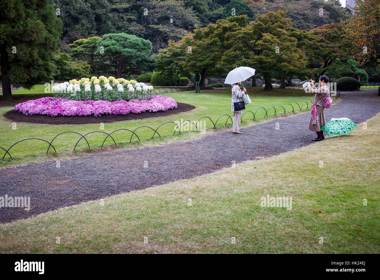 Crisantemo presentano in Shinjuku Gyoen park, Tokyo Foto Stock