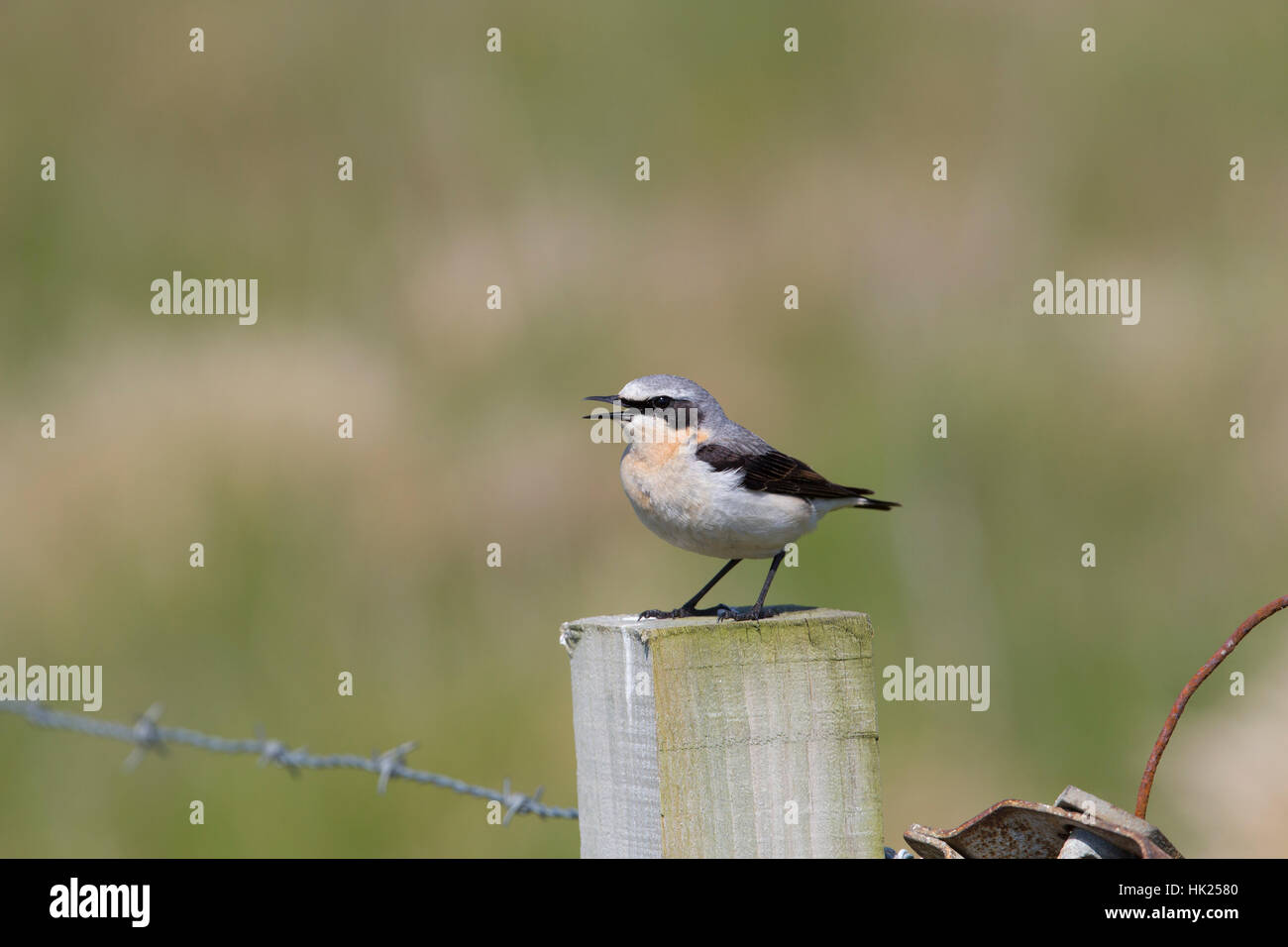 Culbianco; Oenanthe oenanthe; maschio singolo sul Post cantando in Scozia, Regno Unito Foto Stock