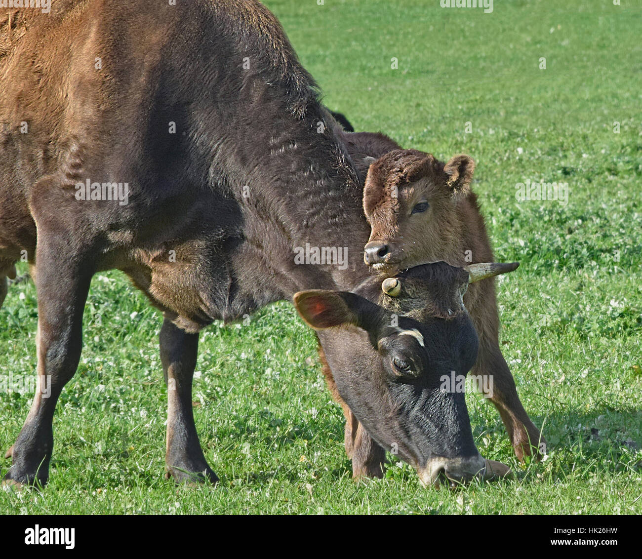 Vacche al Churchill Heritage Farm, Churchill Island, Victoria, Australia Foto Stock