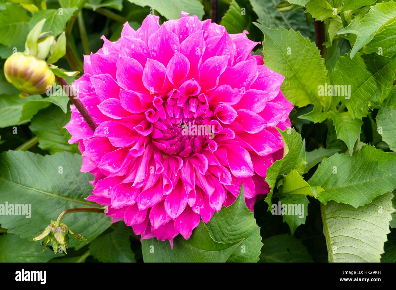 Dahlia Elma E. Elizabeth fioritura in agosto nel Regno Unito Foto Stock