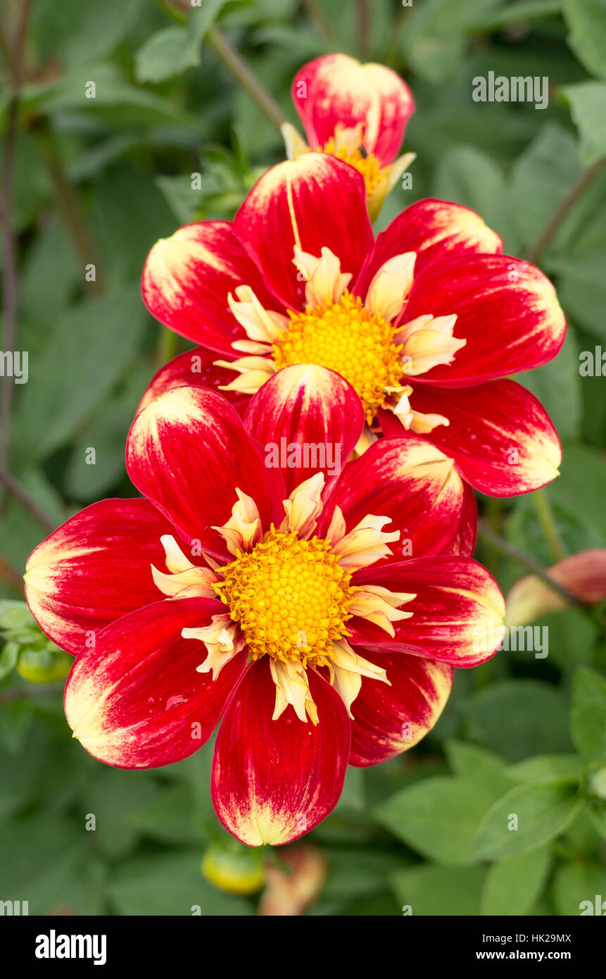 Dahlia Torcia di Danum fioritura in agosto nel Regno Unito Foto Stock