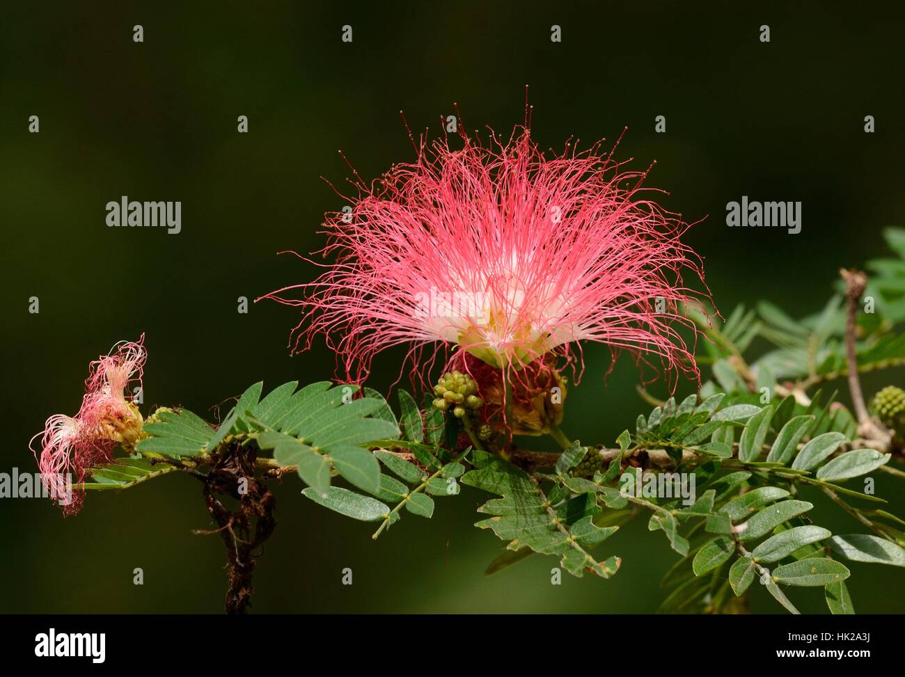 Bella Raintree fiore (Samanea saman (Jacg.) Merr. ) A Thai Flower Garden Foto Stock