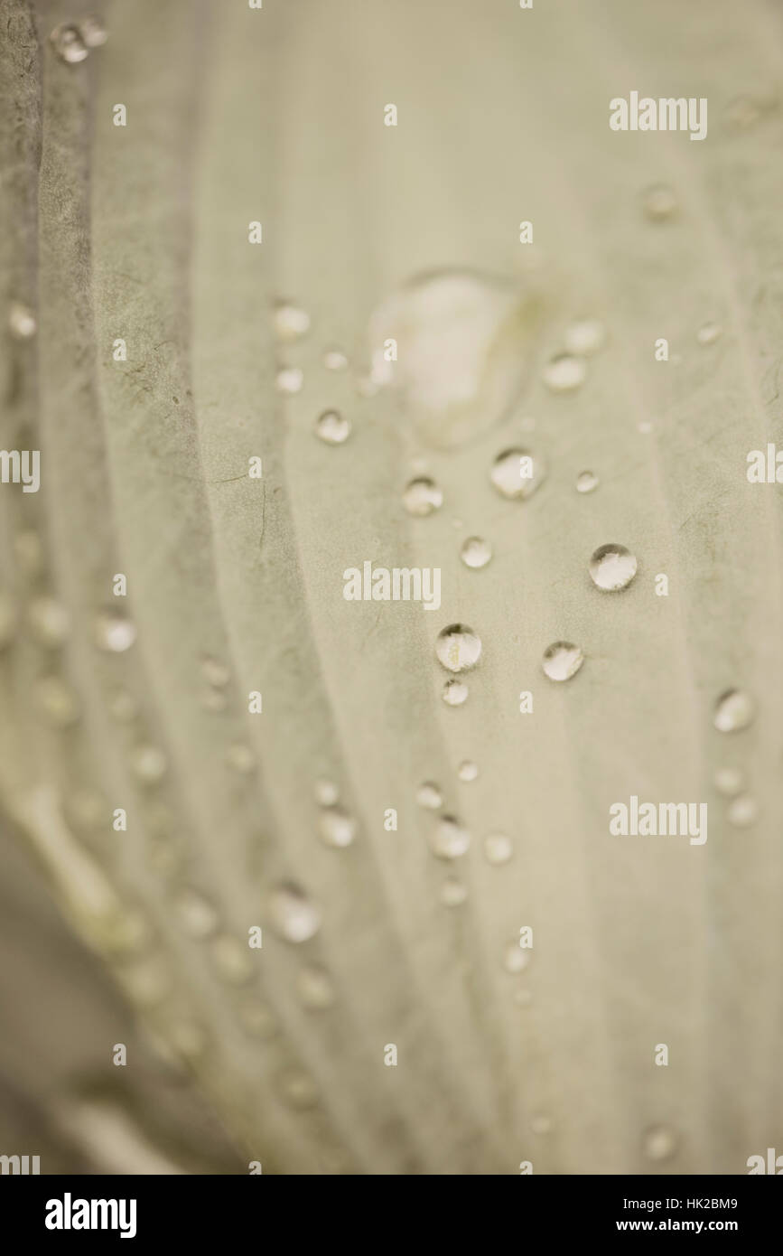 Wet foglia verde con gocce d'acqua in stretta verso l'alto. La natura particolare. Foto Stock