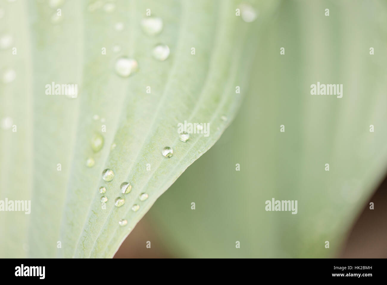 Wet foglia verde con gocce d'acqua in stretta verso l'alto. La natura particolare. Foto Stock