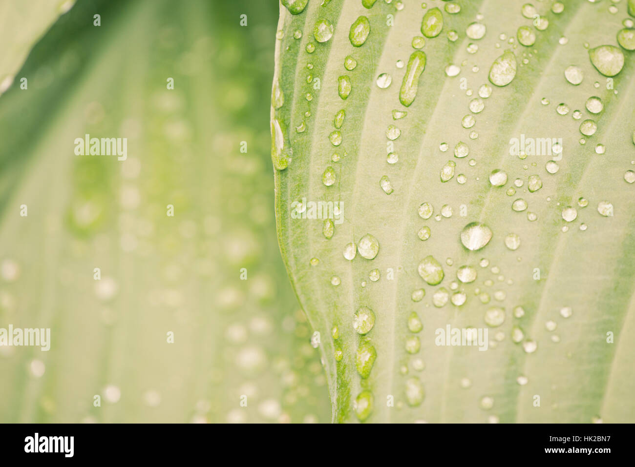 Wet foglia verde con gocce d'acqua in stretta verso l'alto. La natura particolare. Foto Stock