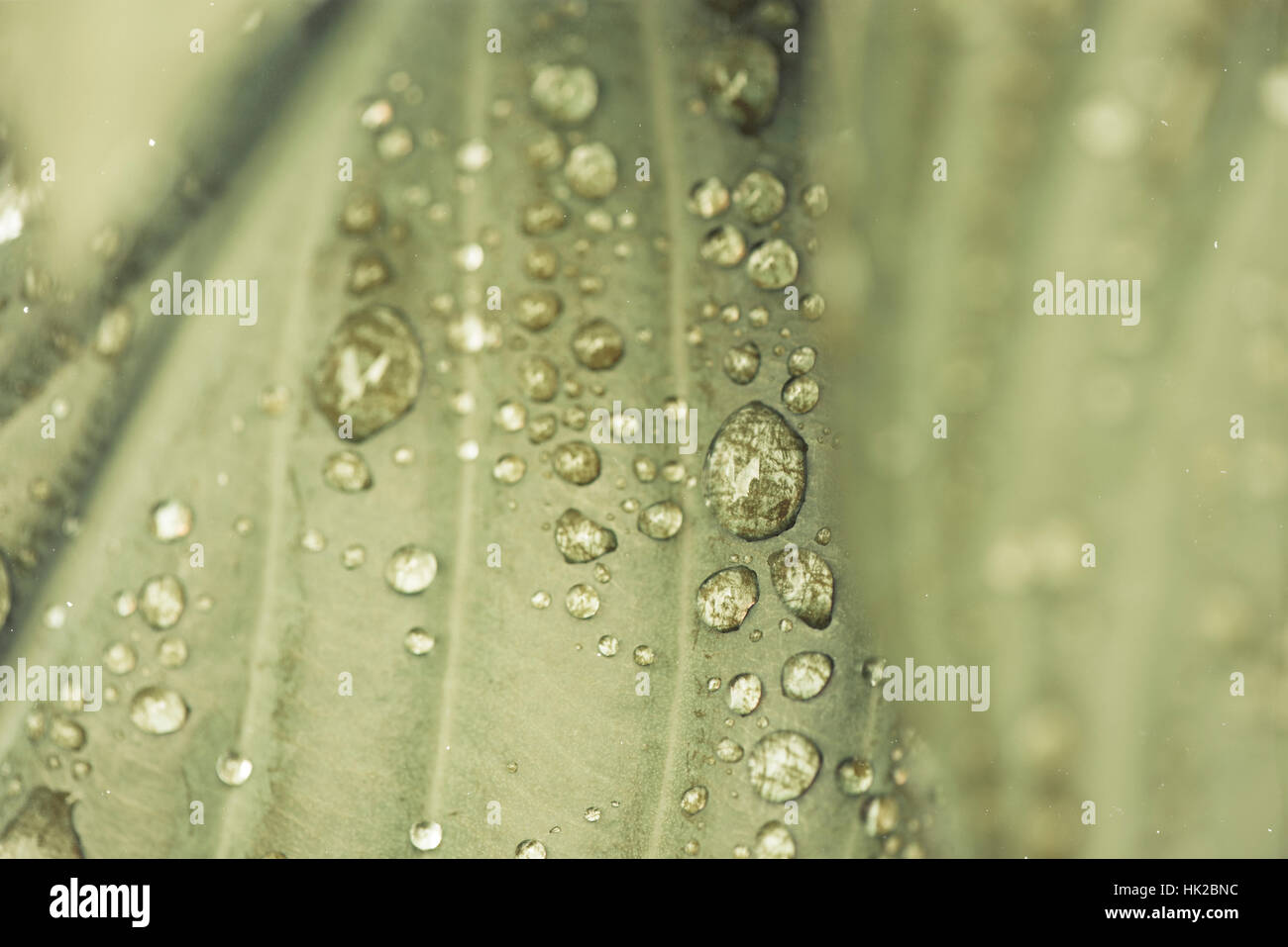 Wet foglia verde con gocce d'acqua in stretta verso l'alto. La natura particolare. Foto Stock