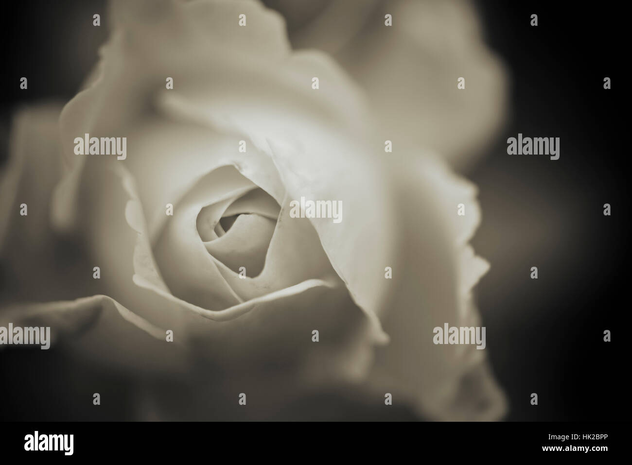 Rose petali di fiori in stretta verso l'alto. In bianco e nero la natura particolare. Foto Stock