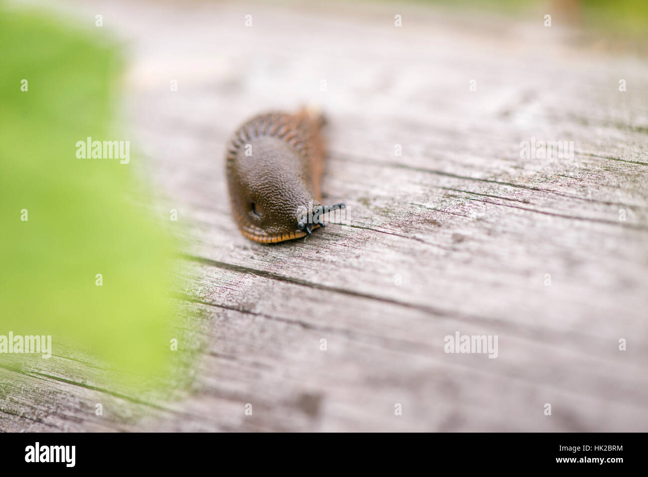 Brown slug in giardino. Lumaca su una superficie di legno con copia spazio. Foto Stock