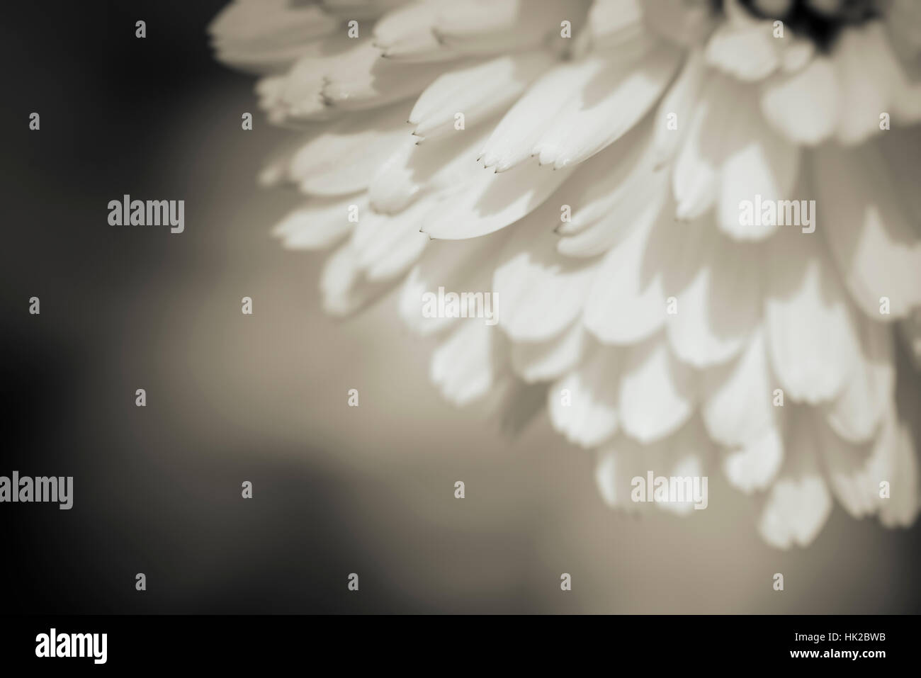 Close up dei petali di un fiore. La natura particolare in bianco e nero.b&W Foto Stock