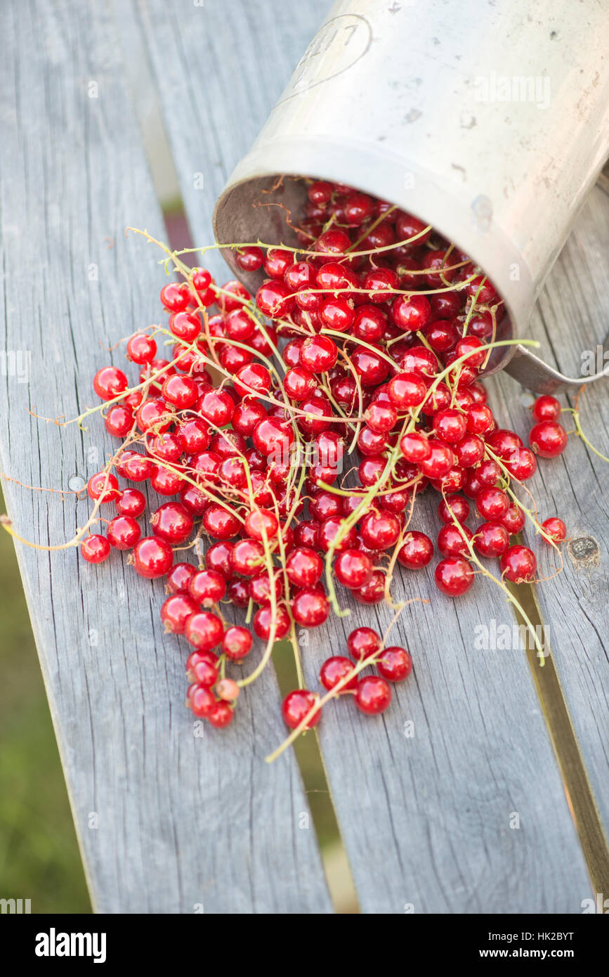 Ribes rosso sul tavolo di legno in giardino. Frutti di bosco freschi raccolti. Estate di giardinaggio. Foto Stock