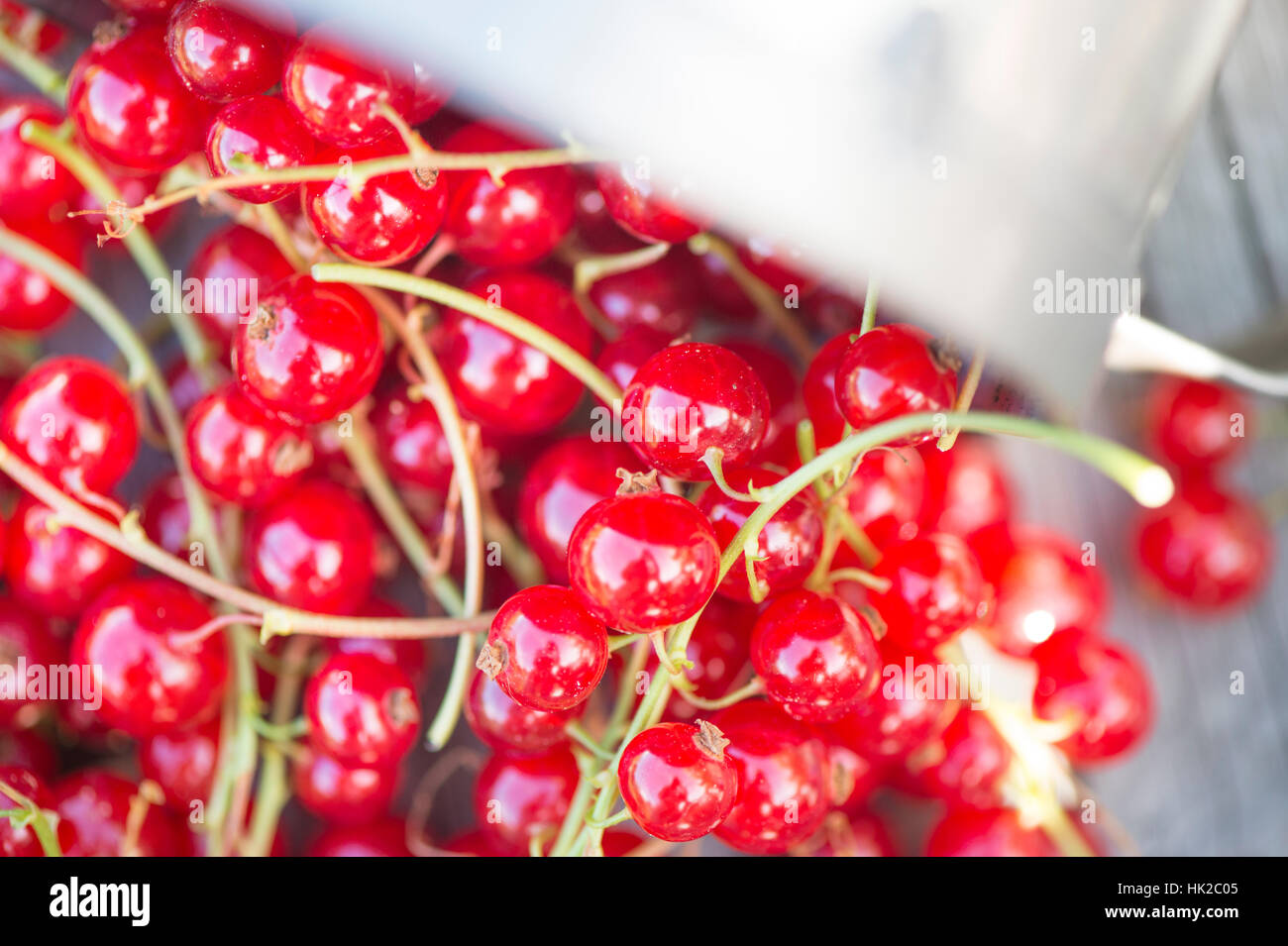 Ribes rosso in stretta verso l'alto. Frutti di bosco freschi raccolti in giardino. Estate di giardinaggio. Foto Stock