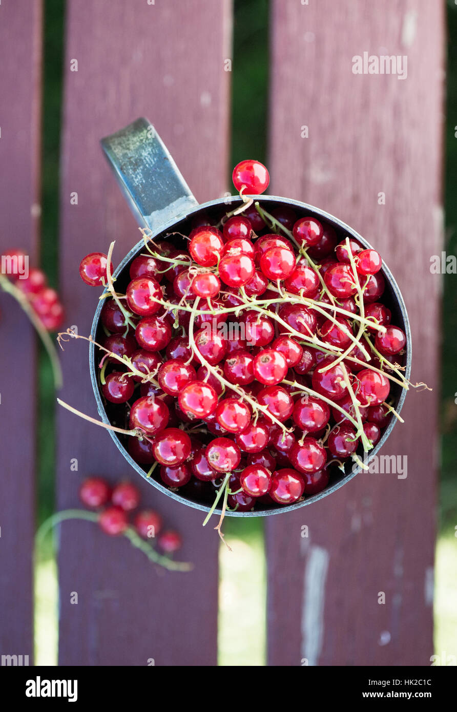 Raccolti di fresco Ribes rosso bacche di benna. Vista superiore del raccolto estivo. Foto Stock