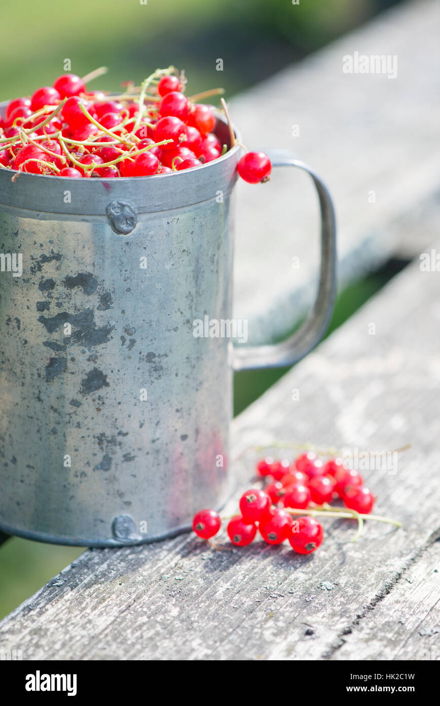 Appena raccolto rosse bacche Ribes in cucchiaio sul tavolo da giardino. Stile di vita estiva scena con nessun popolo. Foto Stock