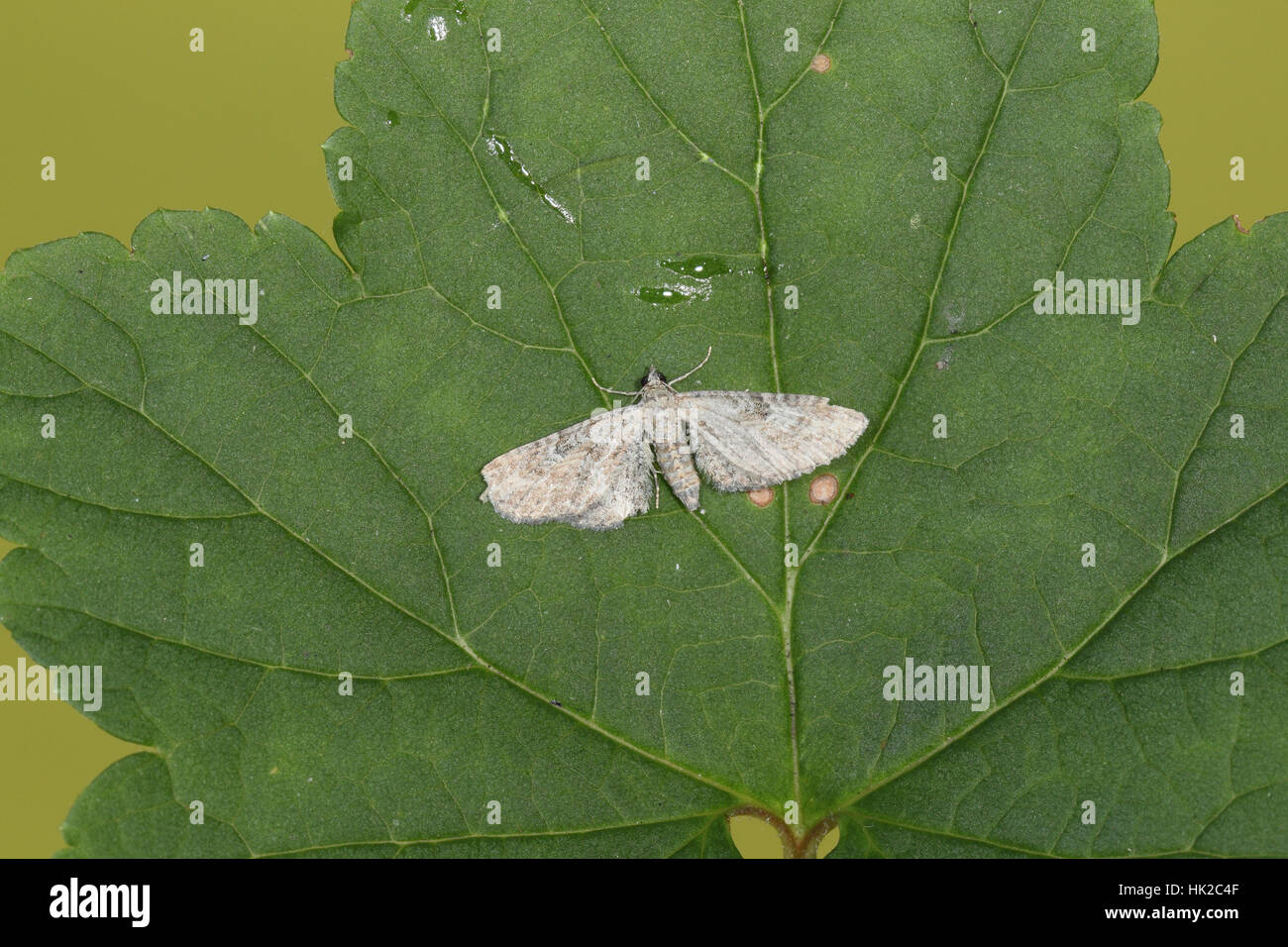 Plain Pug (Eupithecia simpliciata), grigio di una micro-moth arroccato su una foglia in un suburbano giardino di Norfolk Foto Stock