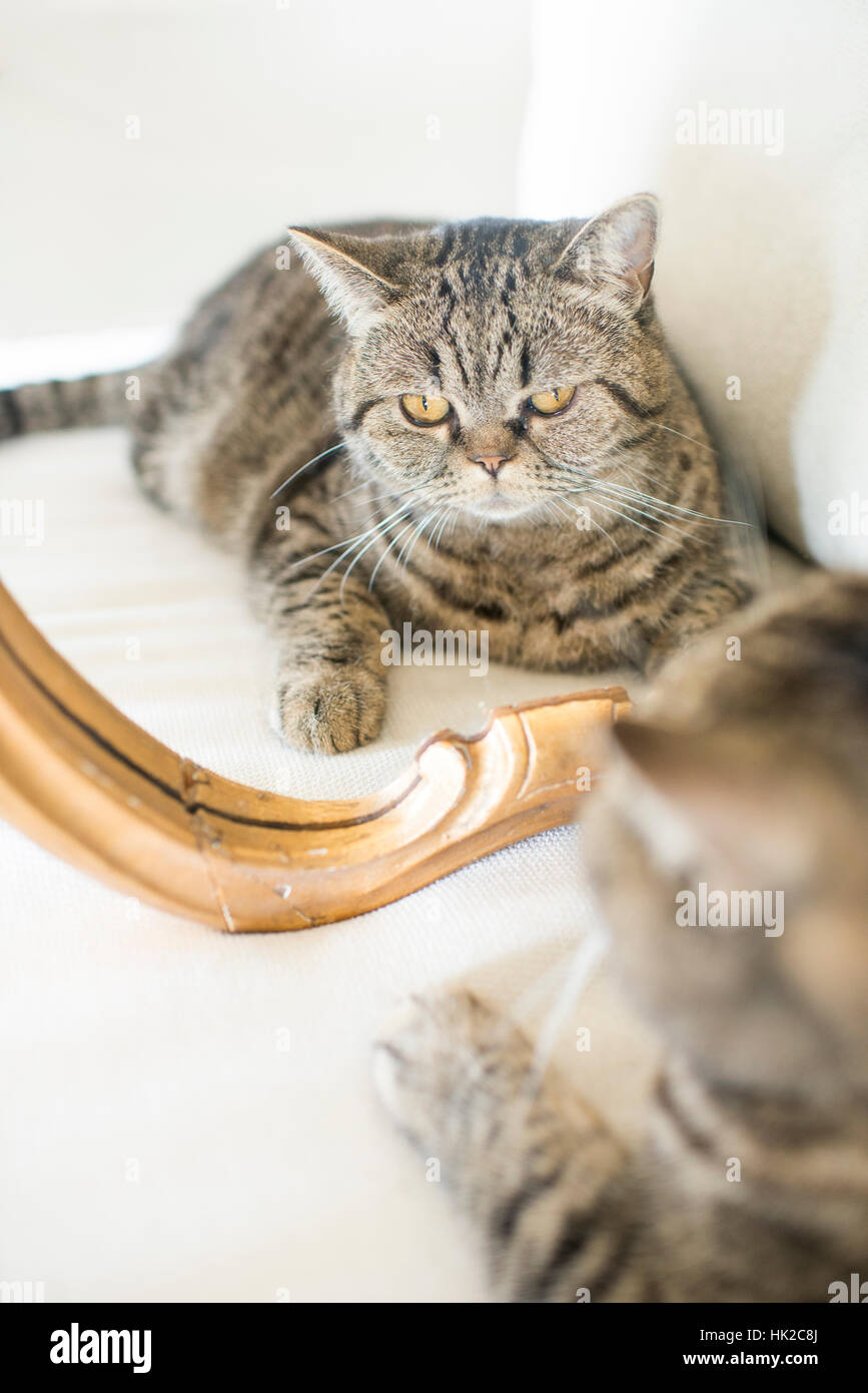 Cat guardando a se stesso in uno specchio. Giocoso pet che ammirare il suo aspetto. Foto Stock