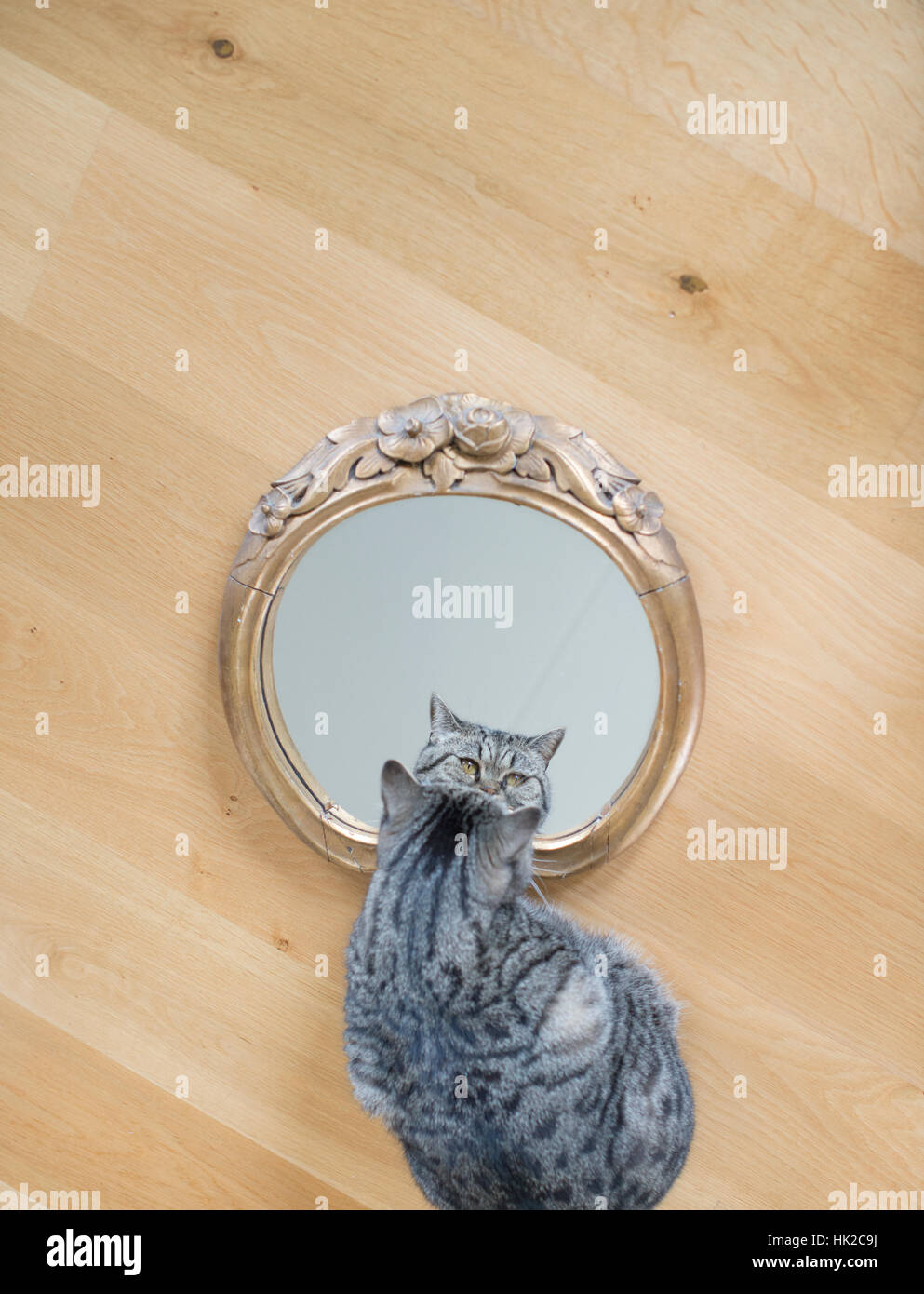 Cat guardando a se stesso in uno specchio. Giocoso pet che ammirare il suo aspetto. Foto Stock