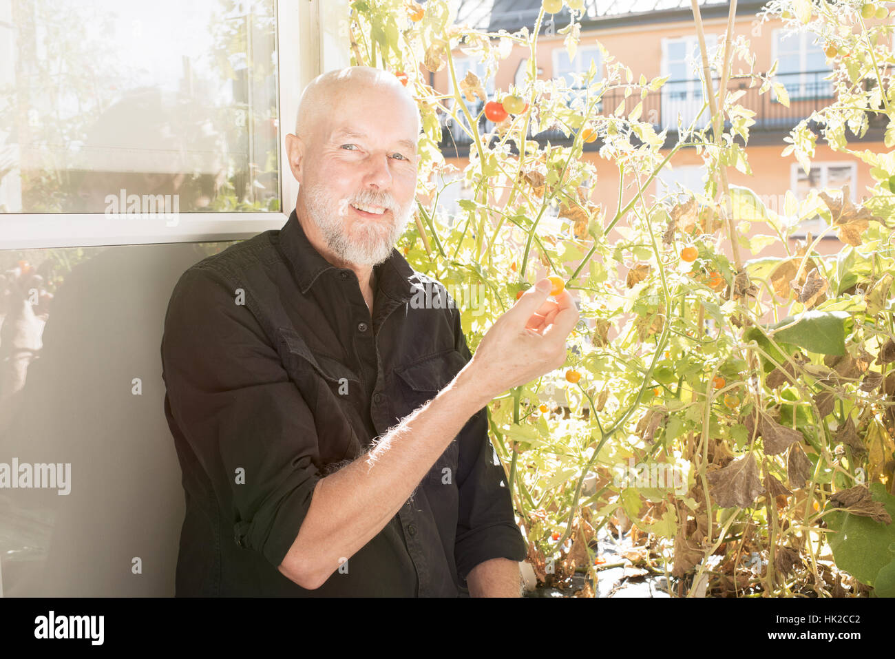 Il vecchio uomo giardinaggio, prendersi cura di piante e verdure sul balcone. Concetto di verde e di uno stile di vita urbano garden. Foto Stock