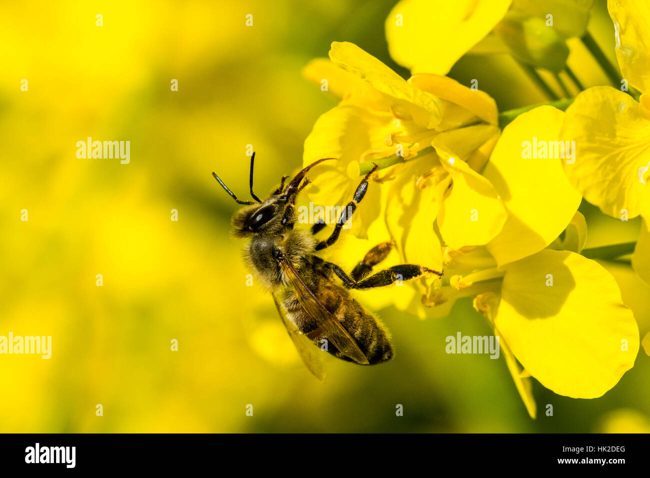 Un miele Carniolan bee (Apis mellifera Carnica) è la raccolta di nettare in un giallo fiore di colza Foto Stock