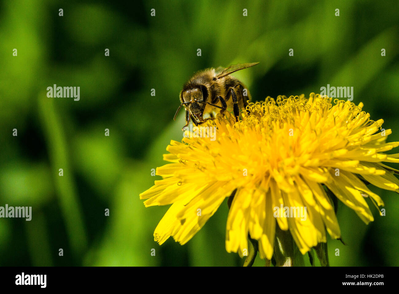 Un miele Carniolan bee (Apis mellifera Carnica) è la raccolta di nettare in un giallo fiore di tarassaco (Taraxacum officinale) blossom Foto Stock