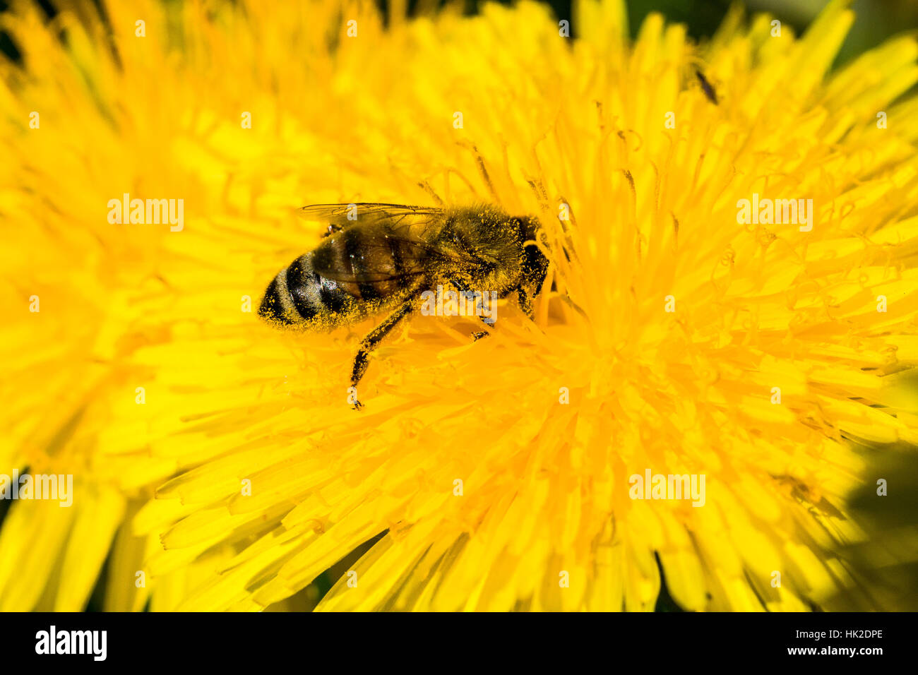 Un miele Carniolan bee (Apis mellifera Carnica) è la raccolta di nettare in un giallo fiore di tarassaco (Taraxacum officinale) blossom Foto Stock