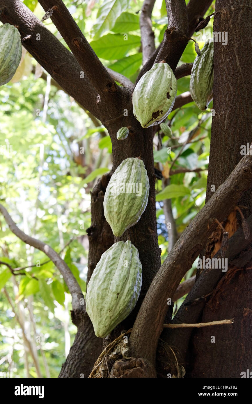 Ceylon, giardino, Asia, buddha, rock, capitale, obiettivo, l'obiettivo centrale, distruzione, Foto Stock