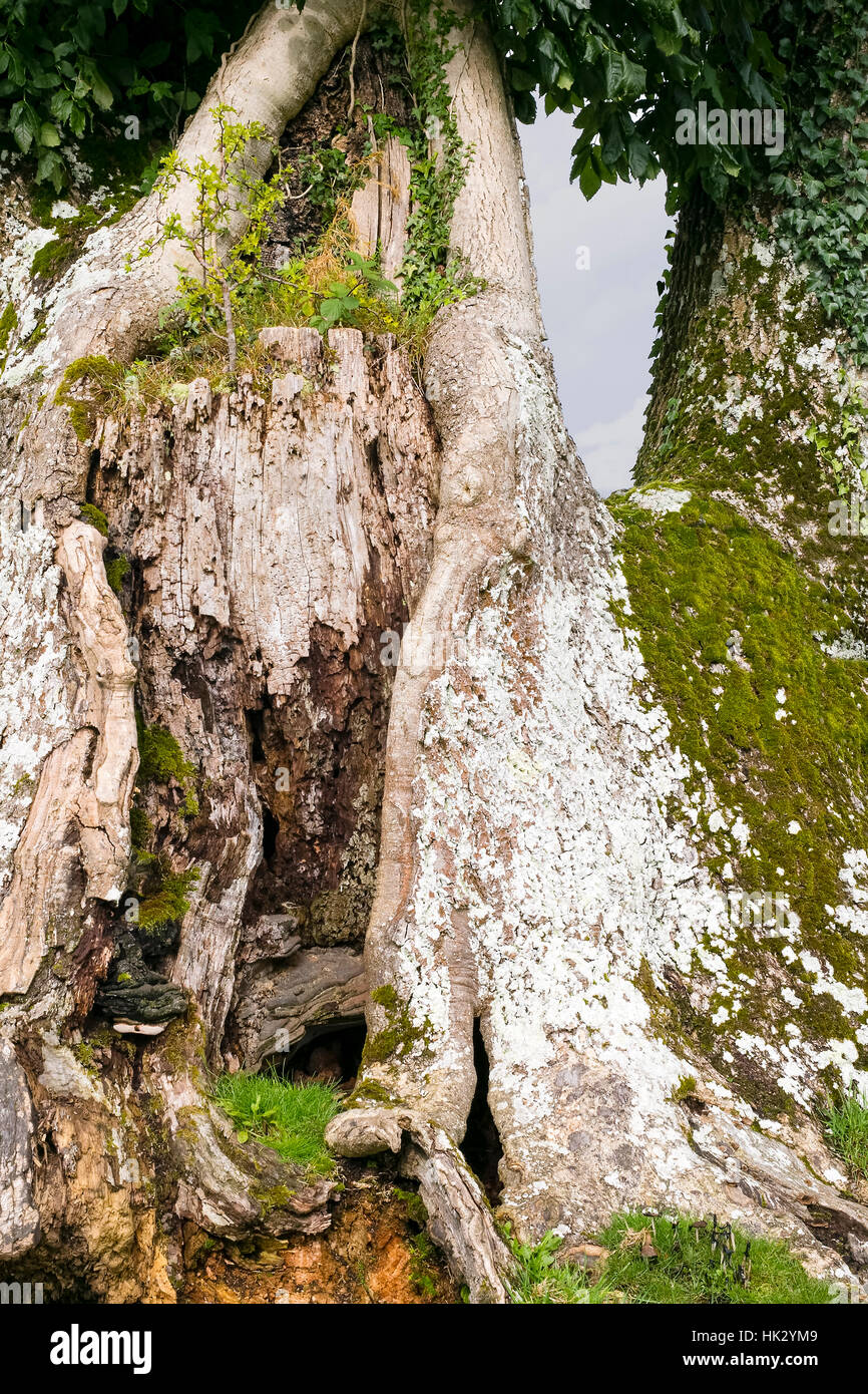 Crescita fresco radicata in un decadimento veterano tree, Lanercost, Brampton, Cumbria, England, Regno Unito Foto Stock