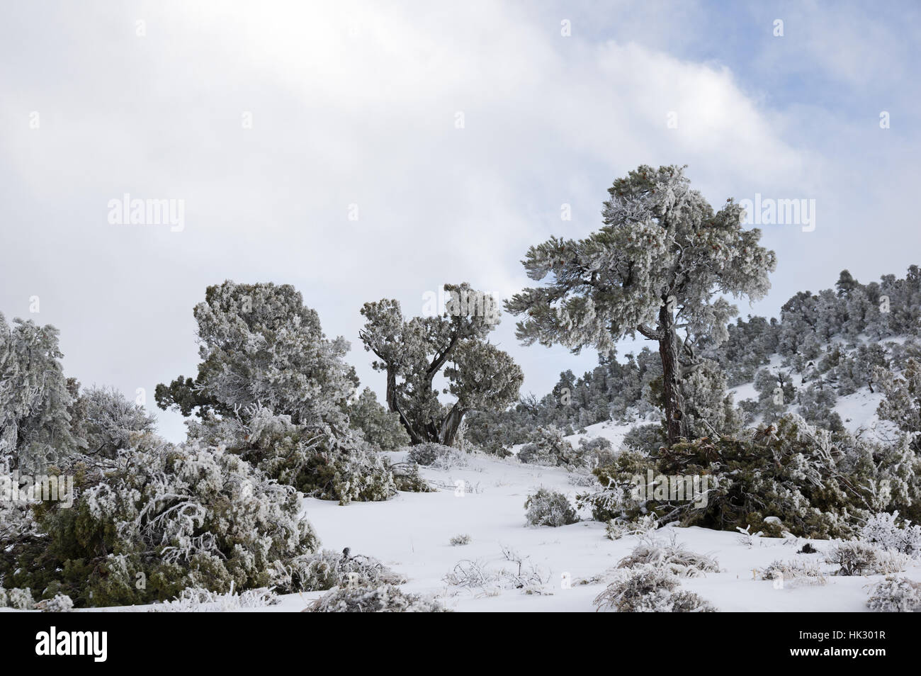 Alberi di pino intonacate con neve da un freddo vento tempesta invernale Foto Stock