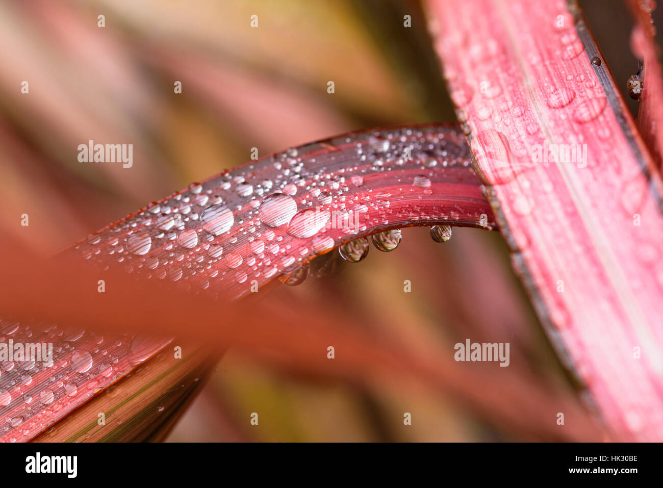 Phormium foglie con gocce di pioggia.Phormium bagliore di sera, Nuova Zelanda di lino. Foto Stock