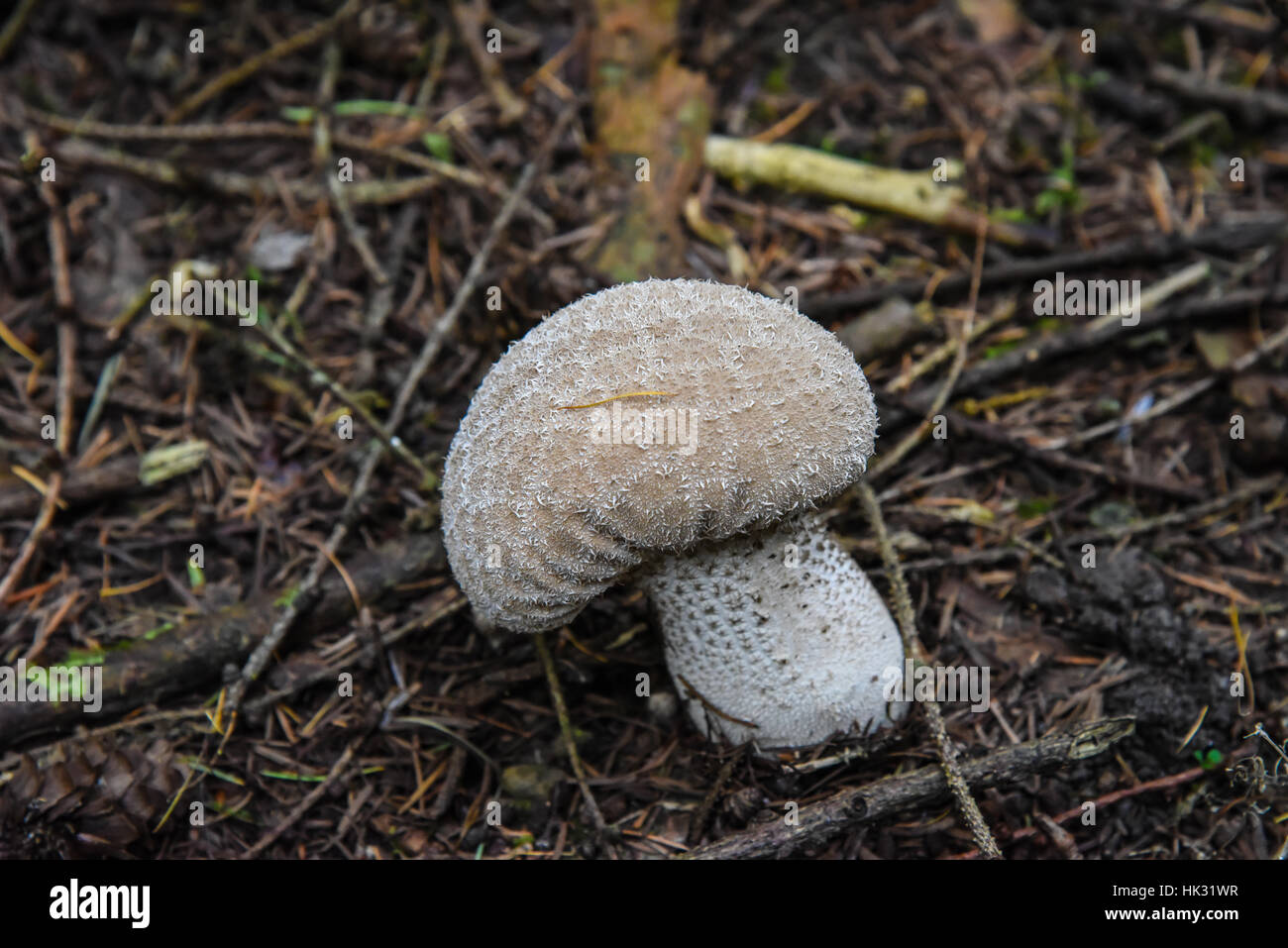 Puffball fungo. Foto Stock