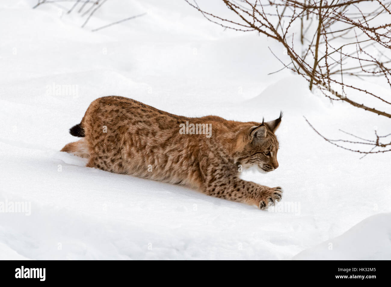 Bambini di un anno di età eurasiatica (Lynx Lynx lynx) stalking preda con artigli disteso nella neve in inverno Foto Stock