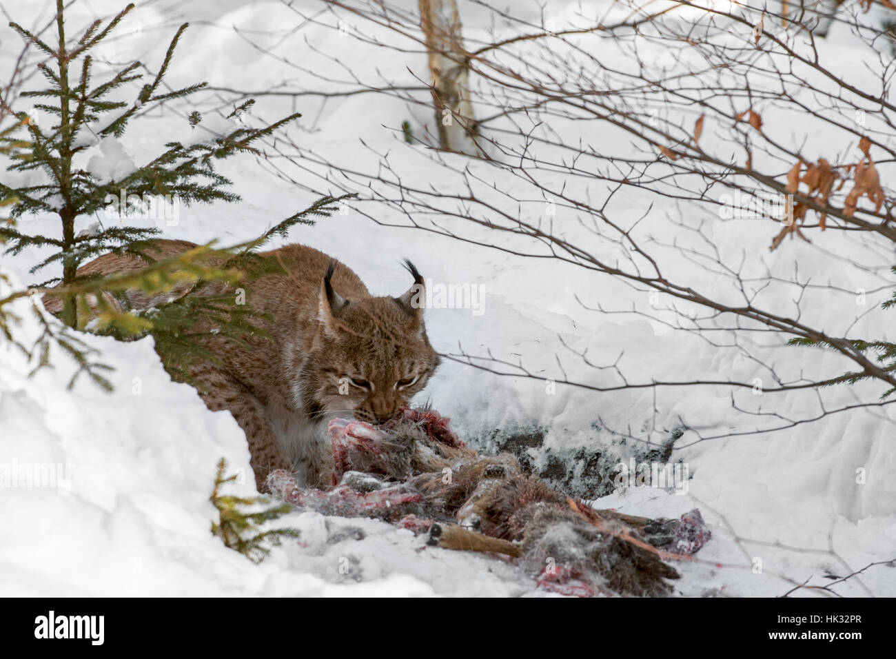 Eurasian (Lynx Lynx lynx) alimentazione su ucciso caprioli nella neve in inverno Foto Stock