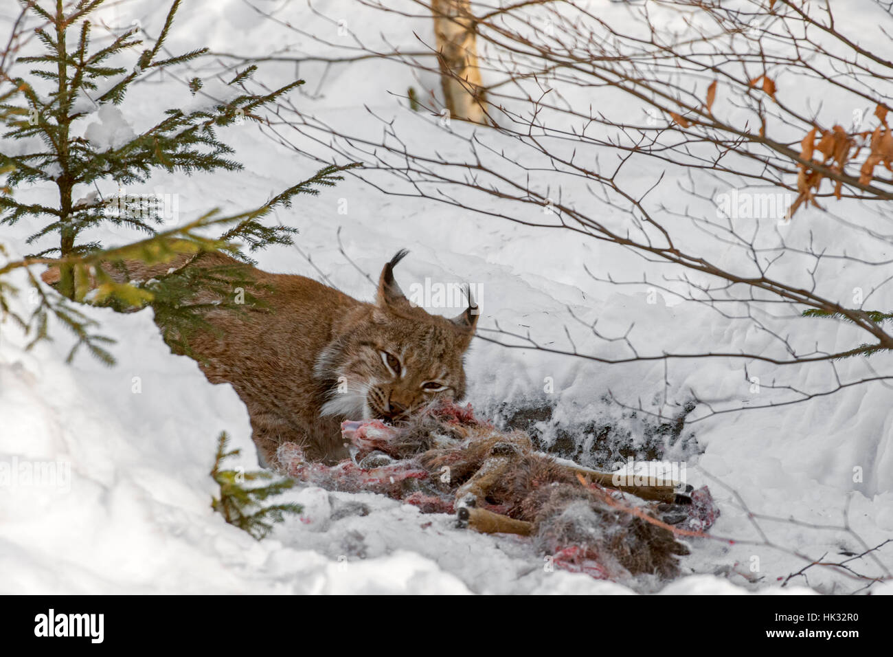 Eurasian (Lynx Lynx lynx) alimentazione su ucciso caprioli nella neve in inverno Foto Stock