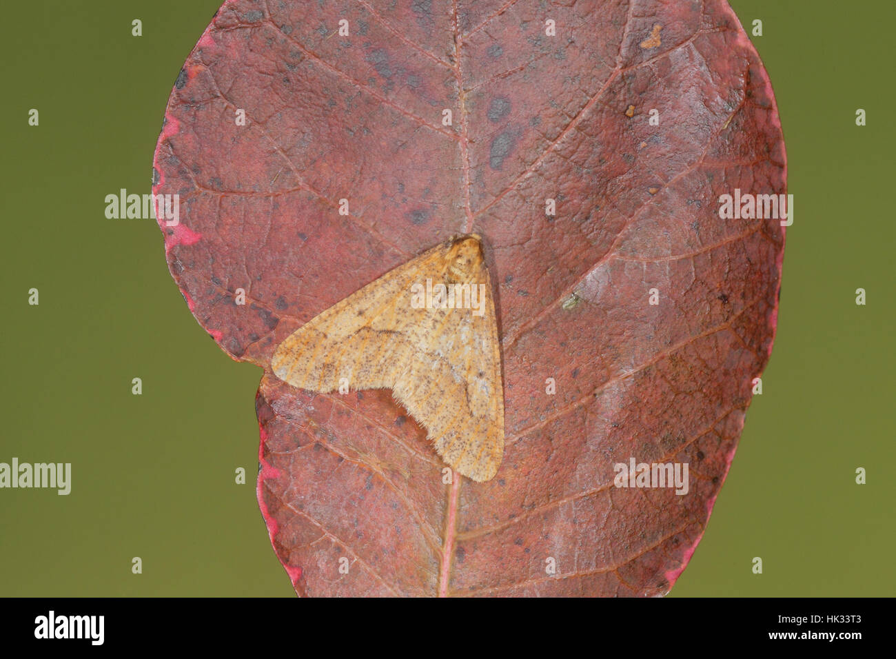 Chiazzato Umber (Erannis defoliaria), un ginger-marrone di falena che vola nel tardo autunno e inverno, seduto su una foglia russet Foto Stock