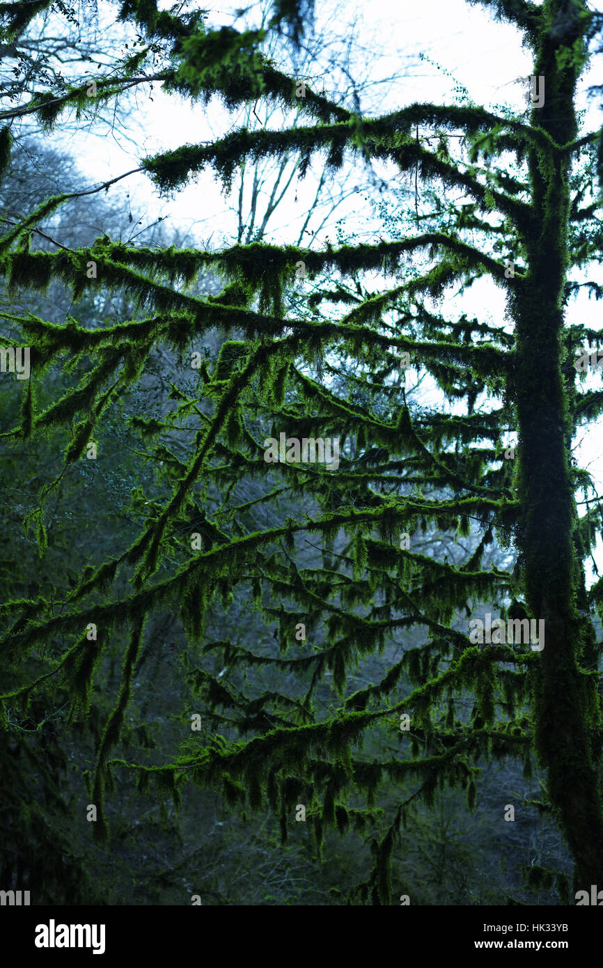 Legno di bosso rami ricoperti di muschio verde Foto Stock