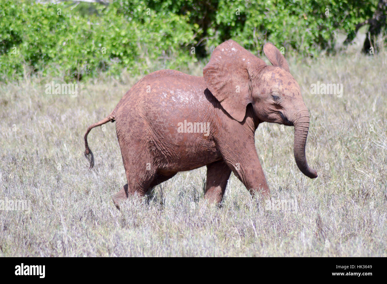 Piccolo elefante passeggiando attraverso la savana di Tsavo West Park in Kenya Foto Stock