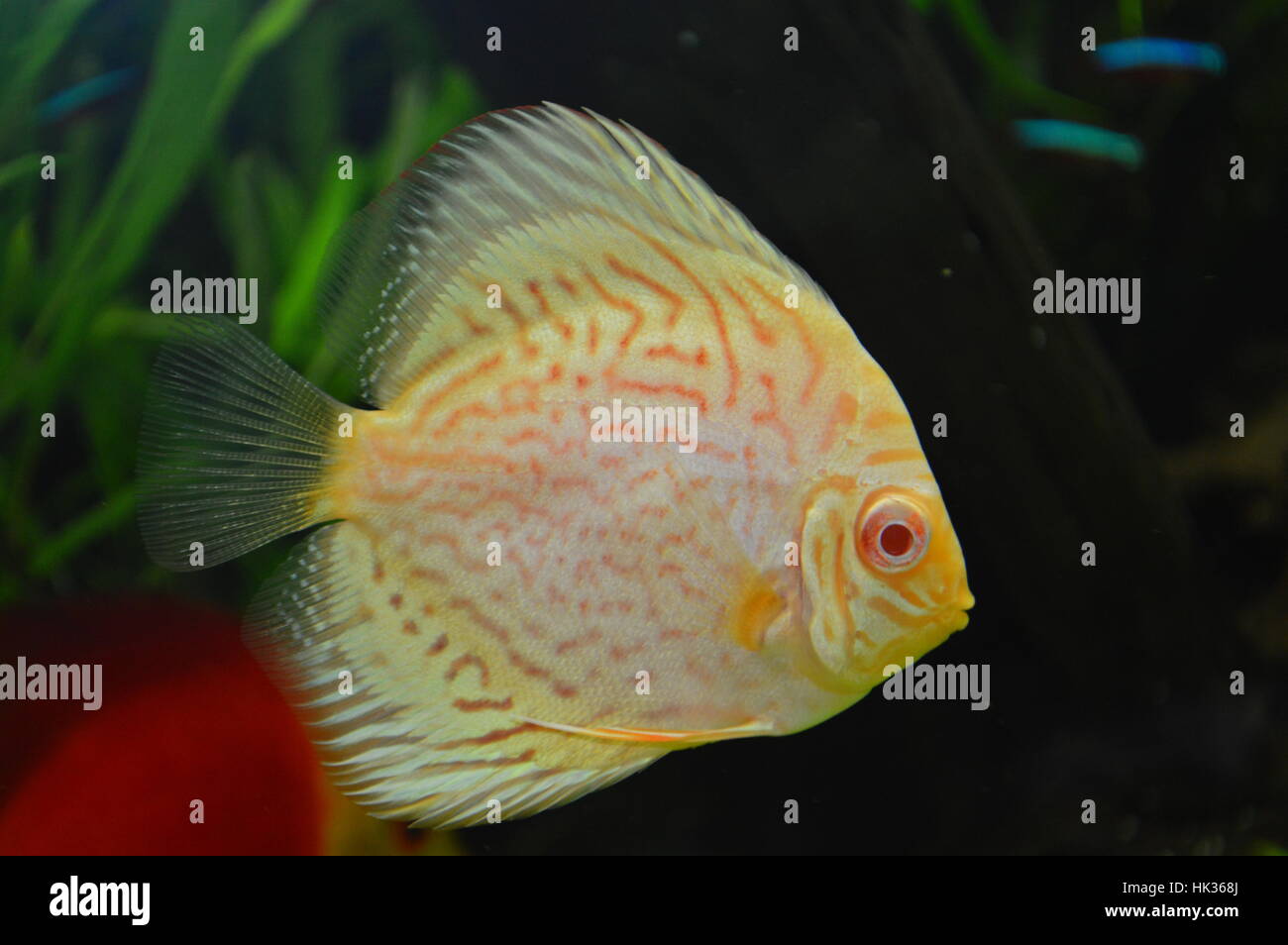 Albino Discus pesci in Live piantato serbatoio Foto Stock