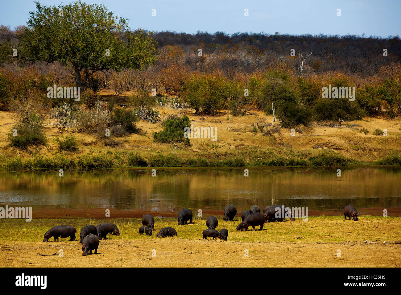Gruppo di ippopotami presso le banche di minori Sabie River, Kruger National Park, Sud Africa Foto Stock