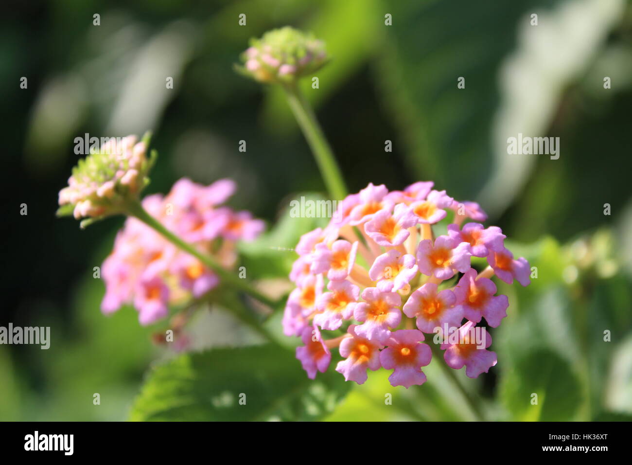 Bel fiore su una mattina di sole. Foto Stock