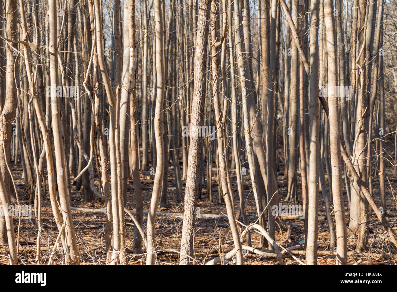 Una fitta di stand di giovani alberi decidui in inverno Foto Stock