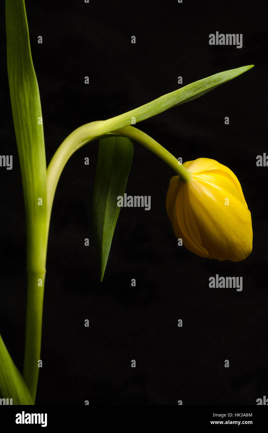 Una bella tutto il tulipano giallo diventa imbarazzata lontano dalla vista su sfondo nero Foto Stock