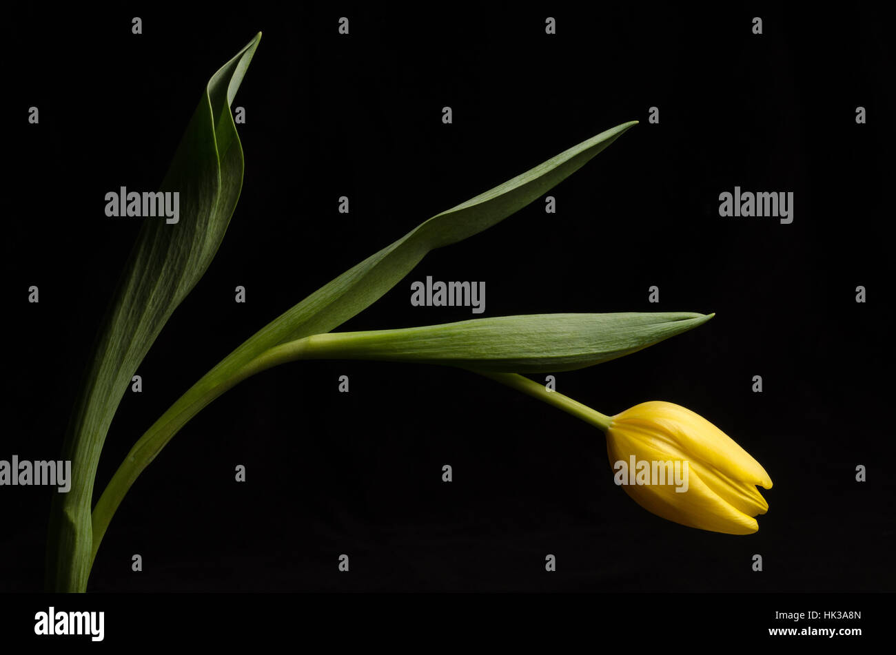 Un bel singolo tulipano giallo piegamenti con foglie e stelo su sfondo nero Foto Stock