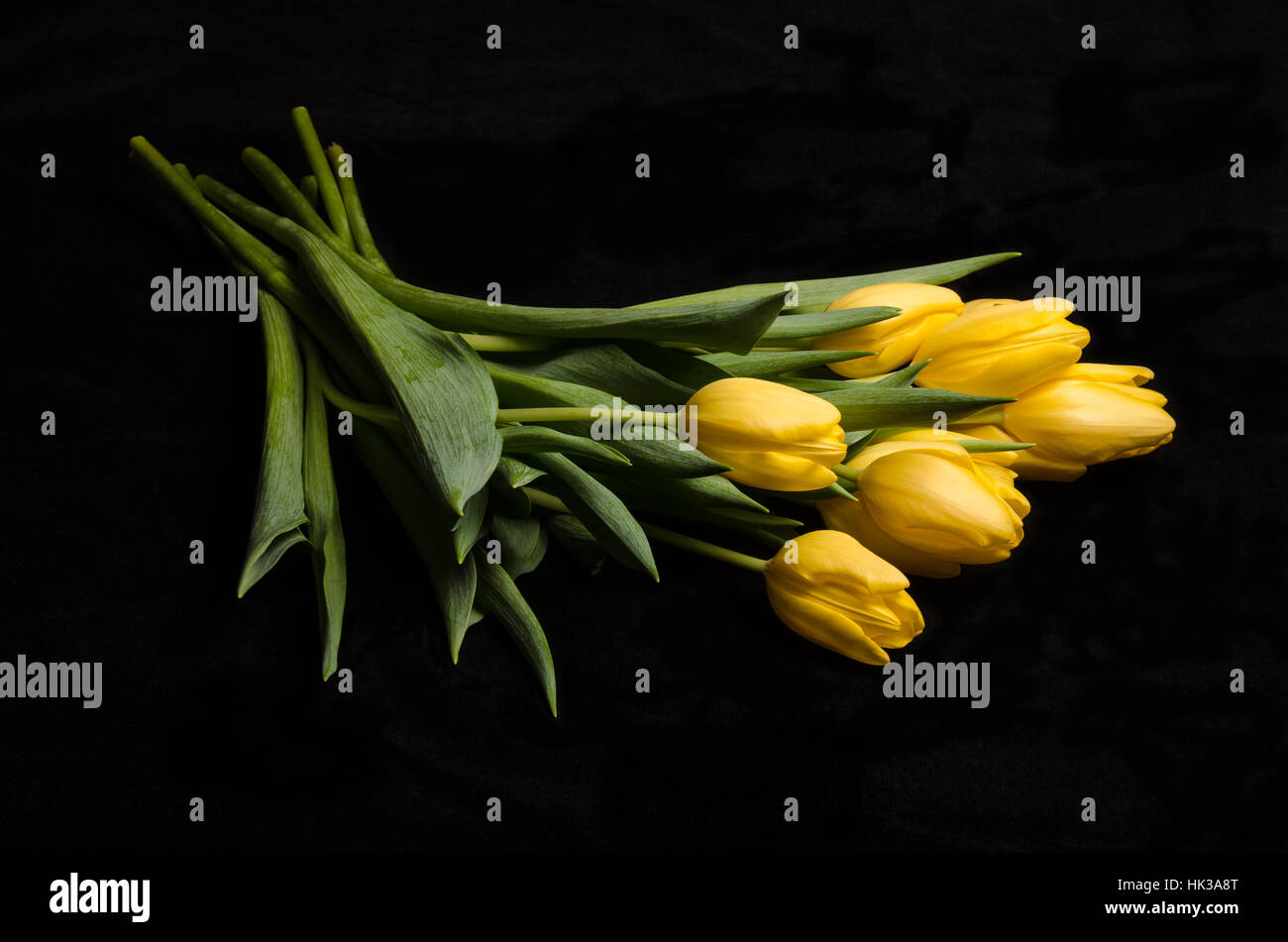 Un bel bouquet di tulipani gialli su sfondo nero Foto Stock