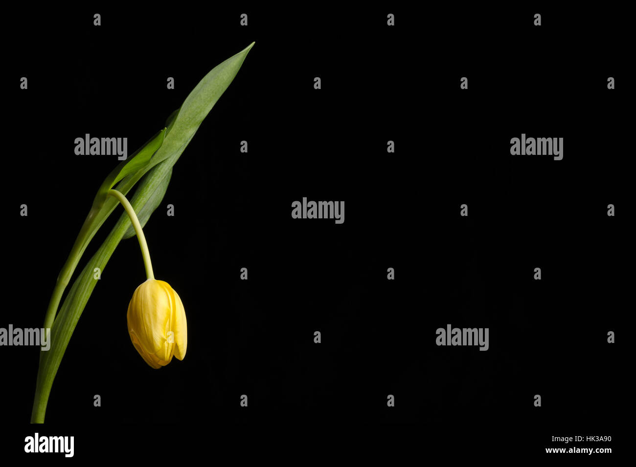 Un bel tulipano giallo su sfondo nero con camera per copiare lo spazio. Foto Stock