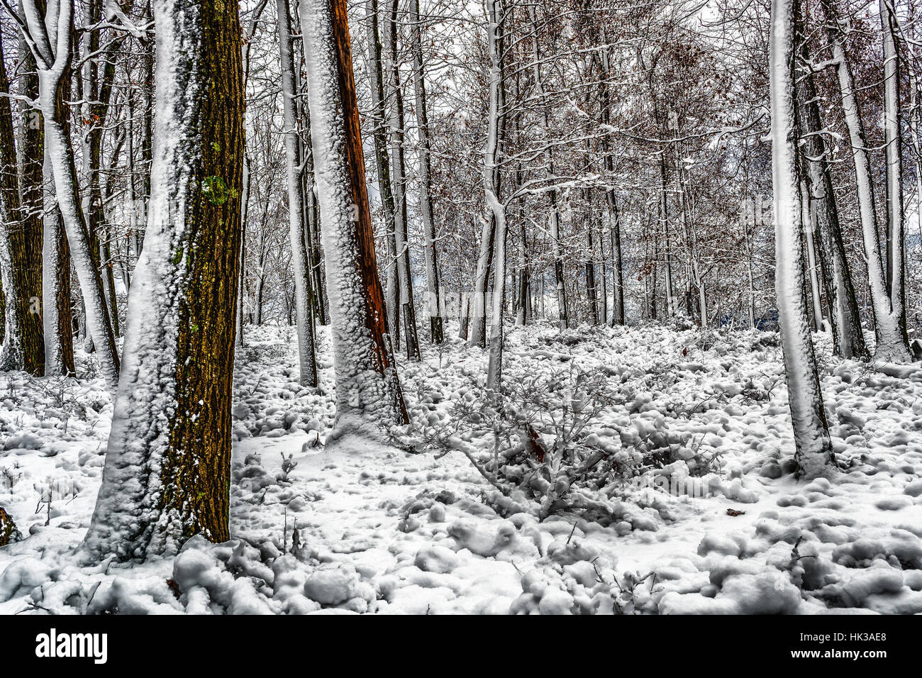 Si può dire in quale modo il vento soffiava guardando la neve su alberi. Foto Stock