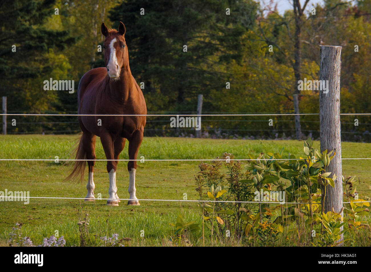 Un bel cavallo marrone sta da solo in un campo dietro un recinto con una stanza per il testo Foto Stock