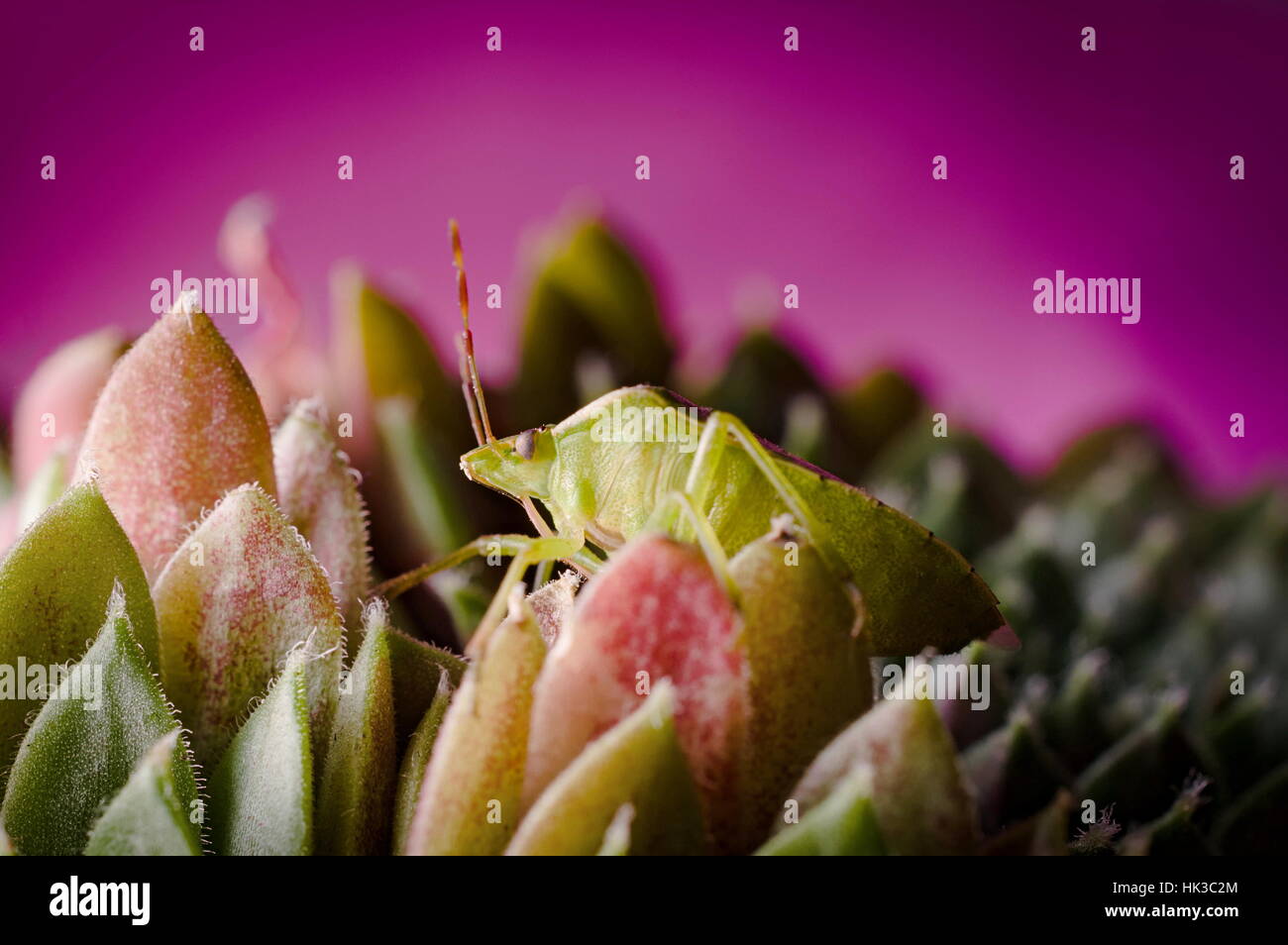 Close-up di verde stinkbug insetto, Nezara viridula, della famiglia Pentatomidae su sempervivum semprevivo piante succulente contro sfondo rosa. Selezione Foto Stock