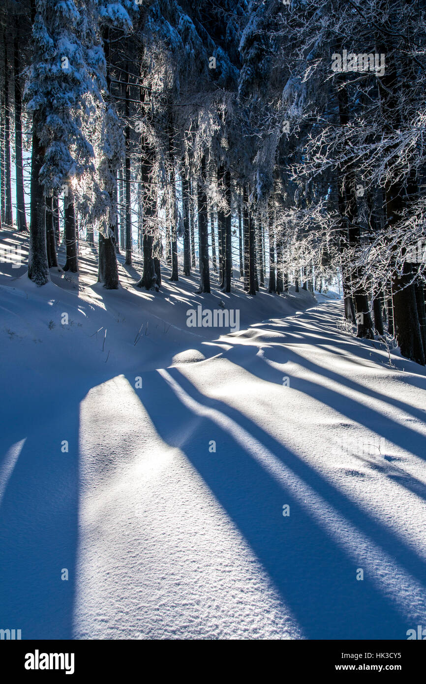 In inverno la zona di Sauerland, Germania, foresta, coperta di neve alberi, vicino a Oberkirchen, Foto Stock