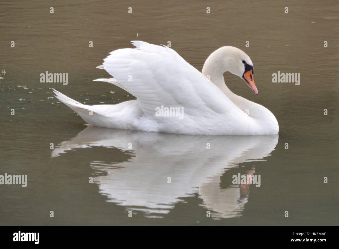 Cigno Bianco Foto Stock