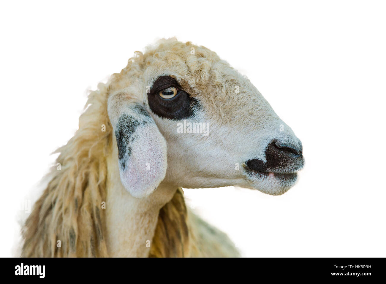 Brillen Schaf pecora faccia isolamento su sfondo bianco con tracciato di ritaglio Foto Stock